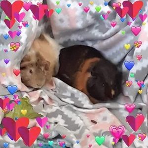 Meet your Posher, Barb